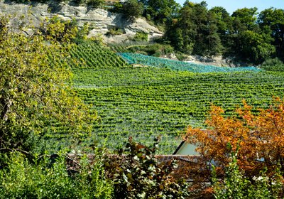 3. Winzerstamm  - mit Roman Rutishauser, Weingut am Steinig Tisch